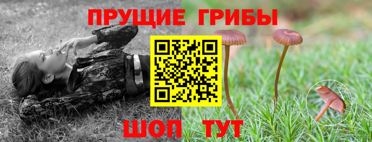 Химки  Псилоцибиновые грибы Cubensis  Вход с VPN 